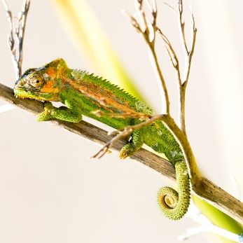Bild: Kap Cameleon - Stellebosch (wildlife-camaelion-015.jpg)
