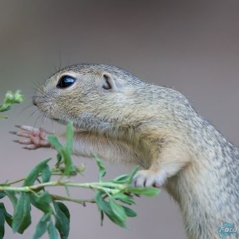 Bild: Tiergarten Nürnberg (tiergarten008-squirel.jpg)