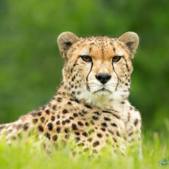 Bild: Gepard - Zoo Pilsen (pilsen-002.jpg)