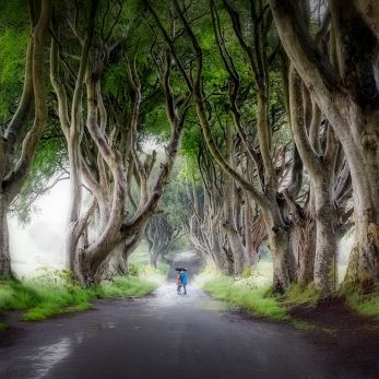 Bild: The Dark Hedges -Games Of Thrones (The Dark Hedges)