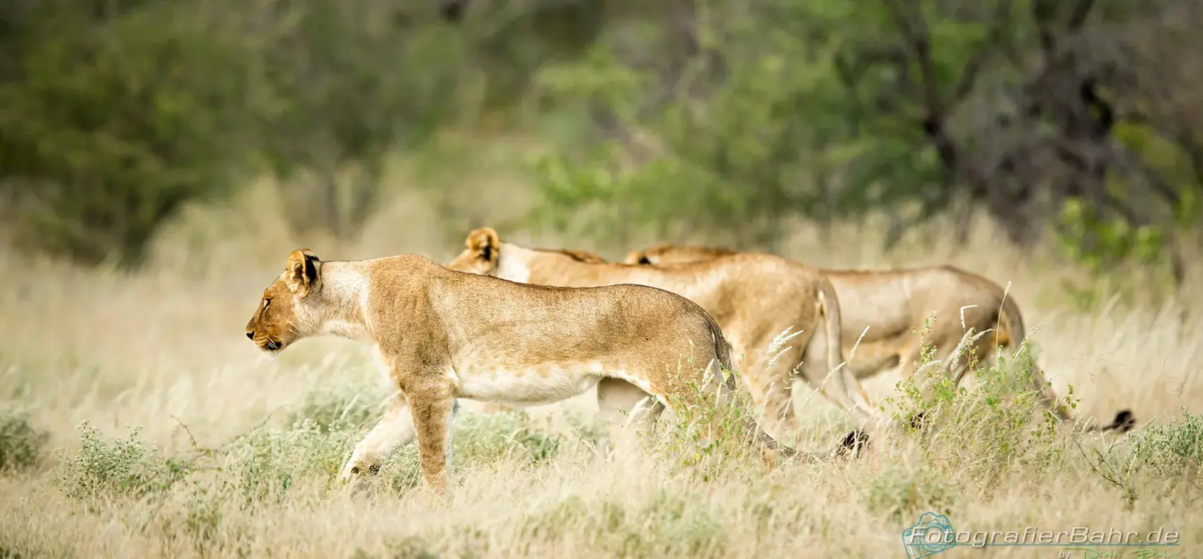 Löwen im Etoscha Nationalpark (Namibia)