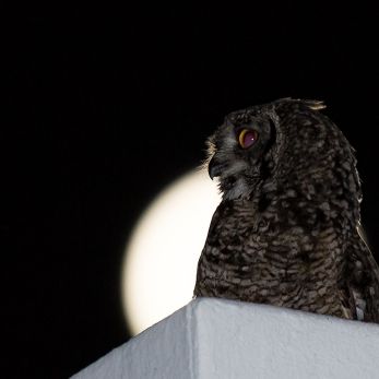 Bild: Eule Südafrika (wildlife-010-eule.jpg)