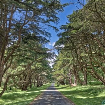 Bild: Talamore Forest - Irland (Talamore Forest)