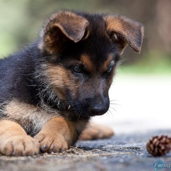 Bild: Deutsche Schäferhund (animals003.jpg)