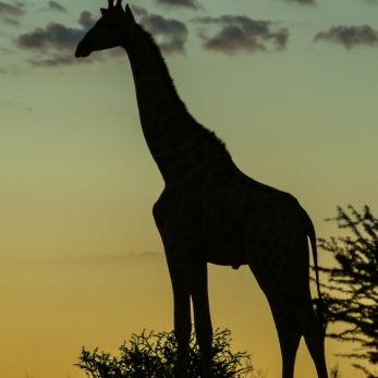 Bild: Giraffe - Augrabies (wildlife-001-giraffe.jpg)