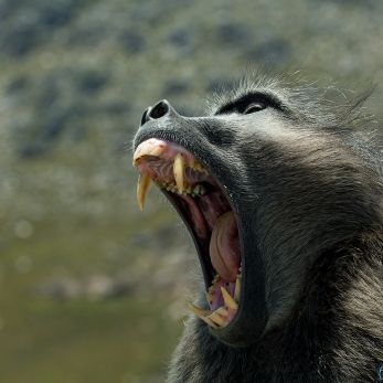 Bild: Pavian - Südafrika (wildlife-pavian-008.jpg)