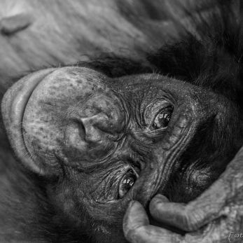 Bild: Chimpanse - Tierpark Hellabrunn (hellabrunn-schimpa-007.jpg)