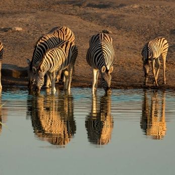 Bild: Zebra - Etoscha - Namibia (043-Namibia-zebras.jpg)