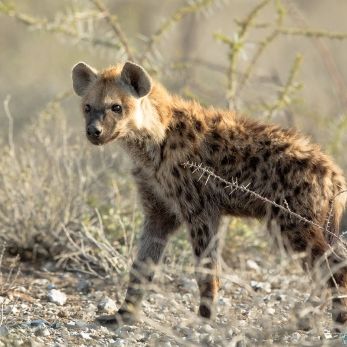 Bild: Tüpfenhyäne - Etoscha - Namibia (061-Namibia-hyaene.jpg)