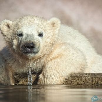 Bild: Eisbär - Tiergarten Nürnberg (tiergarten009-Eisbaer.jpg)