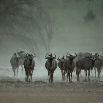 Bild: Gnu - Kalahari (318-Namibia-kala-gnu.jpg)