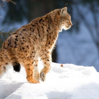 Bild: Luchs - Bayr. Wald (Bayr_Wald_2012-001.jpg)