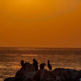 Bild: Gansbaai Südafrika (x-natur021.jpg)