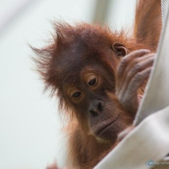 Bild: Orang Utan - Tierpark Hellabrunn (hellabrunn-006.jpg)