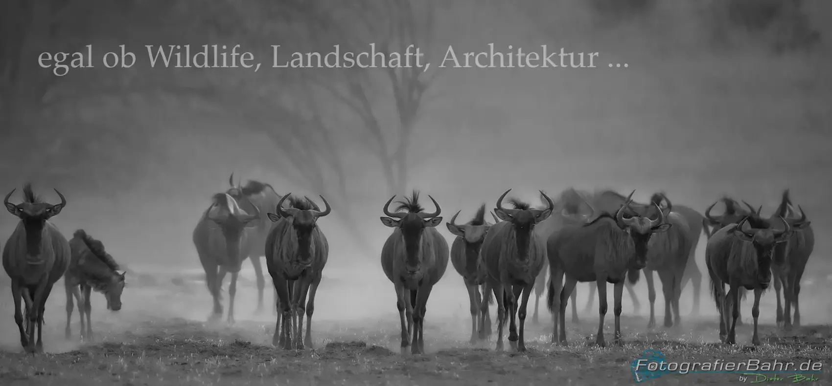 Wildlife Fotografie