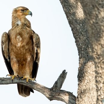 Bild: Greifvogel - Etoscha - Namibia (038-Namibia-raubvogel.jpg)