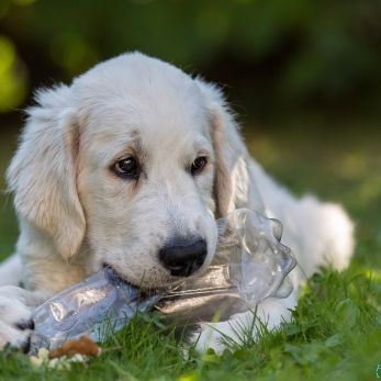 Bild: Golden Retriever (animals004.jpg)