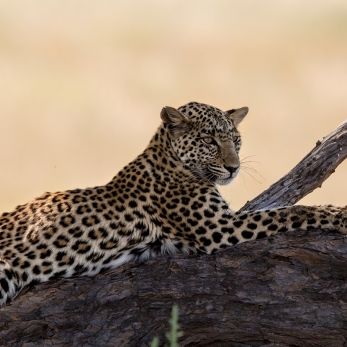 Bild: Leopard - Kalahari (323-Namibia-kala-leo.jpg)