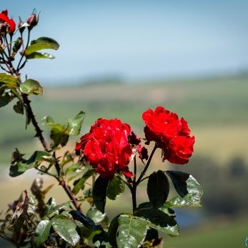 Bild: Rosen Südafrika (natur033.jpg)