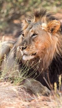 <p>Wildlife Löwe</p>