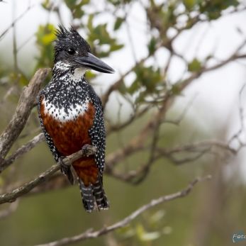 Bild: Riesenfischer Südafrika (wildlife-eisvogel-003.jpg)