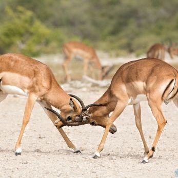 Bild: Impala - Etoscha - Namibia (013-Namibia-Impalla-.jpg)