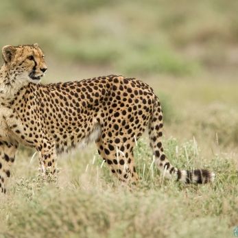 Bild: Gepard - Etoscha - Namibia (030-Namibia-Gepard.jpg)