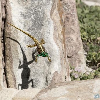 Bild: Echse (wildlife-echse001.jpg)