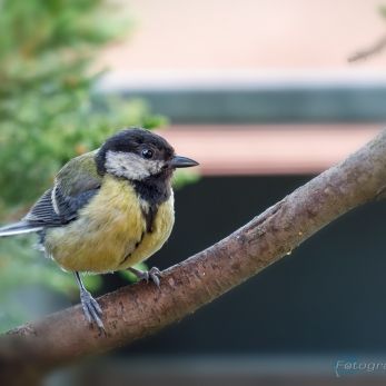 Bild: Meise (Meise_68A7389.jpg)