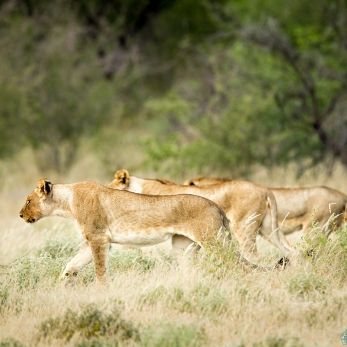 Bild: Löwen - Etoscha - Namibia (047-Namibia-loewen.jpg)