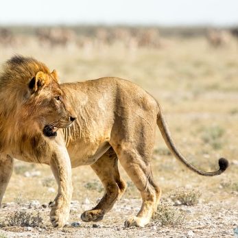 Bild: Löwe - Etoscha - Namibia (053-Namibia-Loewe.jpg)