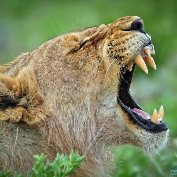 Bild: Löwe - Etoscha - Namibia (wildlife-loewe-001.jpg)