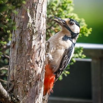 Bild: Buntspecht (2024-05-Specht_68A0626.jpg)