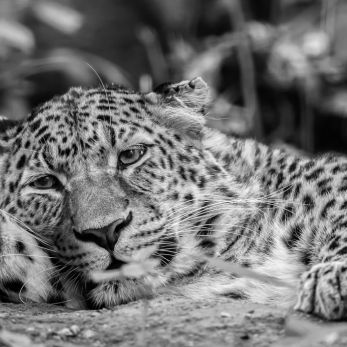 Bild: Leopard - Zoo Pilsen (pilsen-003.jpg)