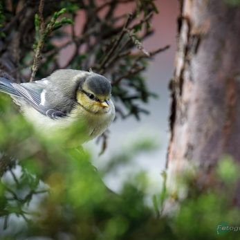 Bild: junge Blaumeise (2024-05-Blaumeise_68A0594.jpg)