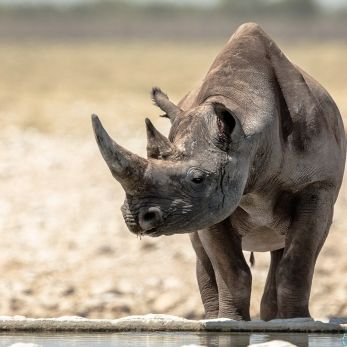 Bild: Nashorn - Etoscha - Namibia (060-Namibia-nashorn.jpg)