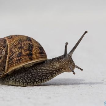 Bild: Schnecke (wildlife-schnecke-017.jpg)