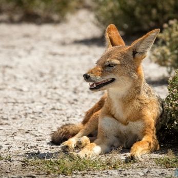 Bild: Schabrackenschakal - Etoscha - Namibia (005-Namibia-Schakal.jpg)