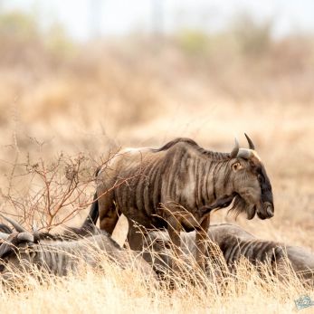 Bild: Gnu - Etoscha - Namibia (wildlife-gnu-014.jpg)