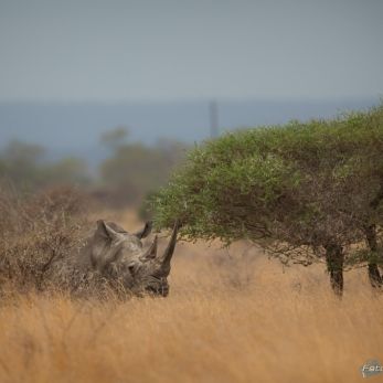 Bild: Nashorn - Krügerpark  Südafrika (wildlife-nashorn-012.jpg)