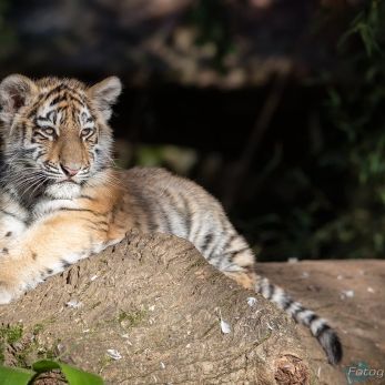 Bild: Sibiriischer Tiger - Tiergarten Nürnberg (tierg-tiger-001.jpg)