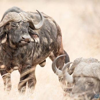 Bild: Büffel - Krügerpark (wildlife-bueffel.011.jpg)