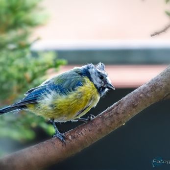 Bild: Meise (Meise_68A7408.jpg)