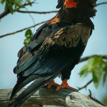 Bild: Schopfadler Südafrika (wildlife-004-milan.jpg)