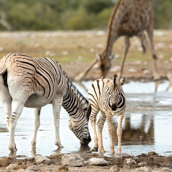 Bild: Zebra - Etoscha - Namibia (020-Namibia-Zebra.jpg)