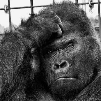 Bild: Gorilla - Tiergarten Nürnberg (tiergarten003-Gorilla.jpg)