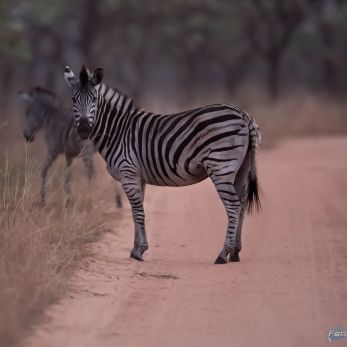 Bild: Zebra - Südafrika (wildlife-zebra-017.jpg)