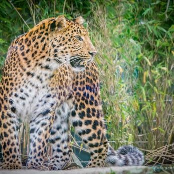 Bild: Leopard - Tierpark Hellabrunn (hellabrunn-003.jpg)