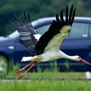 Bild: Storch (wildlife-002-storch.jpg)