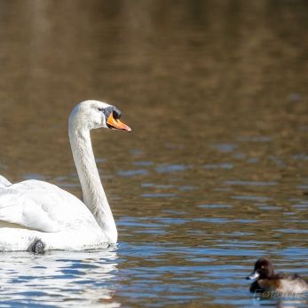 Bild: am Rothsee (2021-02_Rothsee_68A6537.jpg)